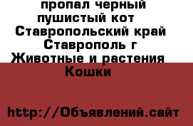 пропал черный пушистый кот  - Ставропольский край, Ставрополь г. Животные и растения » Кошки   